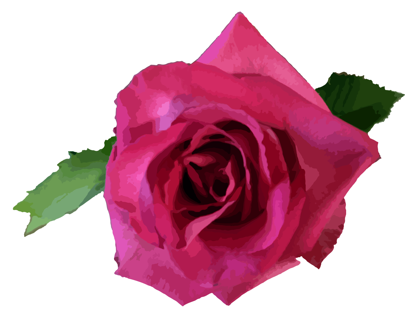 Pink rose with green leaves on a white background