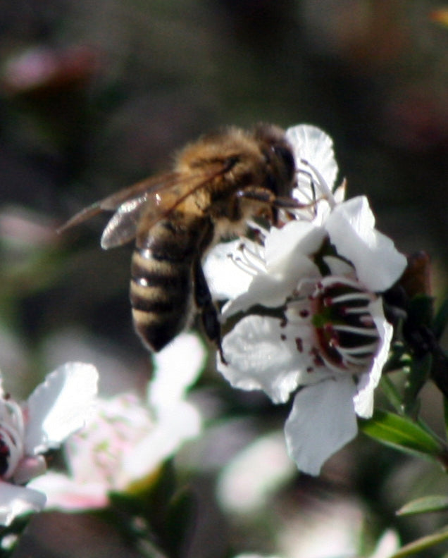 4 Essential Balm Collection